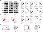 DLL4 Antibody in Western Blot (WB)