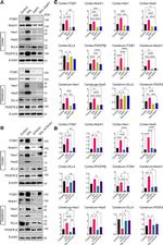 DLL4 Antibody in Western Blot (WB)