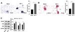 RUNX2 Antibody in Western Blot (WB)