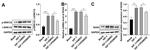 SOX4 Antibody in Western Blot (WB)