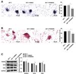 Osteocalcin Antibody in Western Blot (WB)