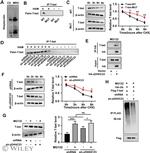 ZDHHC23 Antibody in Immunoprecipitation (IP)