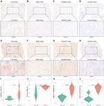TNFAIP6 Antibody in Immunohistochemistry (Paraffin) (IHC (P))