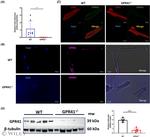 GPR41 Antibody in Western Blot (WB)
