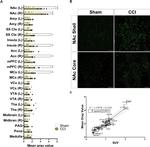 TSPO Antibody in Immunohistochemistry (PFA fixed) (IHC (PFA))