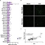 TSPO Antibody in Immunohistochemistry (PFA fixed) (IHC (PFA))