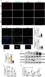 MTNR1A Antibody in Western Blot (WB)