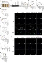 ACOX1 Antibody in Western Blot (WB)