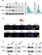 Relaxin 2 Antibody in Western Blot (WB)