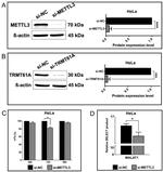 TRMT61A Antibody in Western Blot (WB)