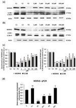 WDR45 Antibody in Western Blot (WB)