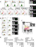 Caspase 3 Antibody in Flow Cytometry (Flow)