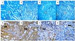 Caspase 3 Antibody in Immunohistochemistry (Paraffin) (IHC (P))