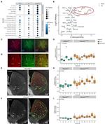 GAD65 Antibody in Immunohistochemistry - Free Floating (IHC (Free))