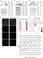 VIP Antibody in Immunohistochemistry (Frozen) (IHC (F))