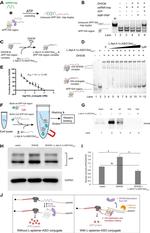 DHX36 Antibody in Western Blot (WB)