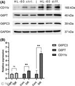 CD11b Antibody in Western Blot (WB)