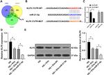 KLF6 Antibody in Western Blot (WB)