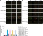 Kininogen 1 Antibody in Immunocytochemistry (ICC/IF)
