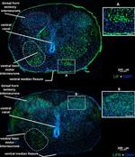 LIF Antibody in Immunohistochemistry (PFA fixed) (IHC (PFA))