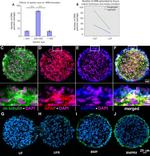 LIF Antibody in Immunohistochemistry (IHC)