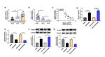 MGST1 Antibody in Western Blot (WB)