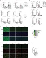 Podocin Antibody in Immunohistochemistry (IHC)
