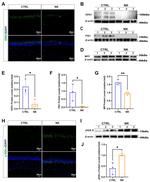 OPA1 Antibody in Western Blot (WB)