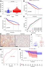 METTL1 Antibody in Immunohistochemistry (IHC)