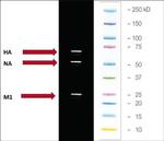 Influenza A H9N2 NA (A/Hong Kong/1073/99) Antibody in Western Blot (WB)