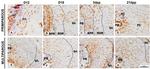 RUNX2 Antibody in Immunohistochemistry (Paraffin) (IHC (P))