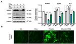 SOX9 Antibody in Western Blot (WB)
