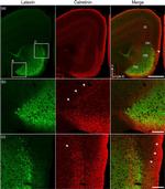 Latexin Antibody in Immunohistochemistry (IHC)