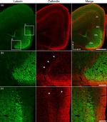 Latexin Antibody in Immunohistochemistry (IHC)