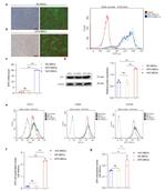 Epo Antibody in Western Blot (WB)