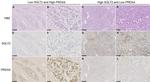 PRDX4 Antibody in Immunohistochemistry (Paraffin) (IHC (P))