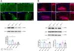 BDNF Antibody in Western Blot (WB)
