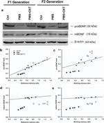 BDNF Antibody in Western Blot (WB)