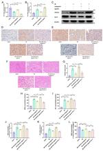 EKLF Antibody in Western Blot, Immunohistochemistry (WB, IHC)