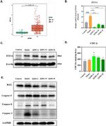 P2Y14 Antibody in Western Blot (WB)