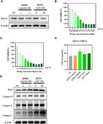 P2Y14 Antibody in Western Blot (WB)