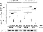 GLUT2 Antibody in Western Blot (WB)