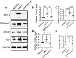 FAP Antibody in Western Blot (WB)