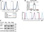 GAPDH Antibody in Western Blot (WB)