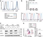GAPDH Antibody in Western Blot (WB)