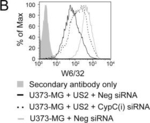 Mouse IgG (H+L) Cross-Adsorbed Secondary Antibody in Flow Cytometry (Flow)