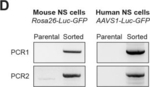 Mouse IgG (H+L) Cross-Adsorbed Secondary Antibody in Western Blot (WB)