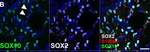 Rabbit IgG (H+L) Highly Cross-Adsorbed Secondary Antibody in Immunocytochemistry (ICC/IF)