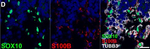 Rabbit IgG (H+L) Highly Cross-Adsorbed Secondary Antibody in Immunocytochemistry (ICC/IF)