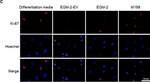Rabbit IgG (H+L) Cross-Adsorbed Secondary Antibody in Immunocytochemistry (ICC/IF)